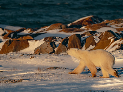 北境共生，守护纯净 Canada Goose加拿大鹅庆祝国际北极熊日