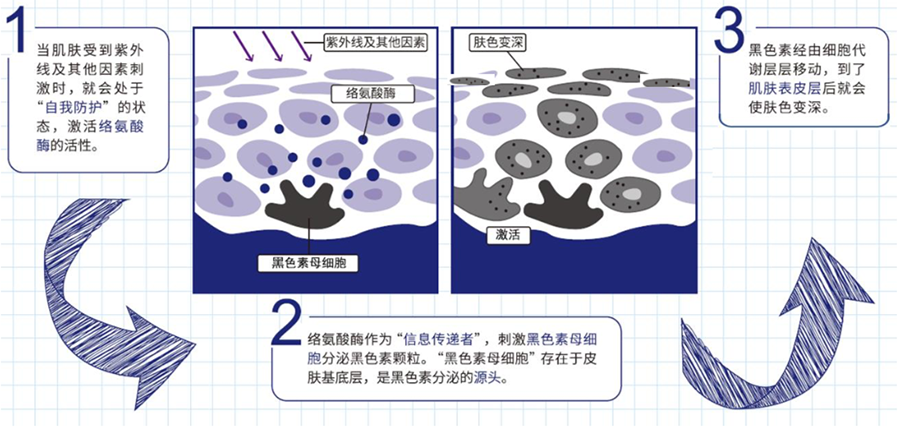 护肤小科普：肌肤是如何晒黑的？.png