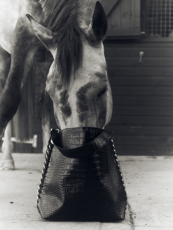 SMC_DW_HORSES_003.jpg